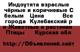 Индоутята взраслые чёрные и коричневые С белым › Цена ­ 450 - Все города, Кулебакский р-н Животные и растения » Птицы   . Курская обл.